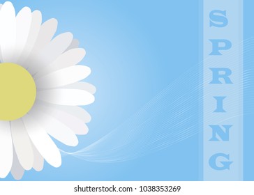 vector background spring flowers, chamomile, postcard, business card