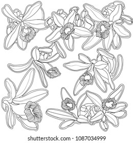 vector background square pattern ornament vanilla flowers, sweet fragrant spice, orchid