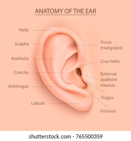 Vector background with structure of the human auricle. Design template of body part - human ear - for web, app, posters, infographics etc