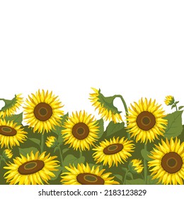 Vector background with sunflowers. Sunflower field landscape.