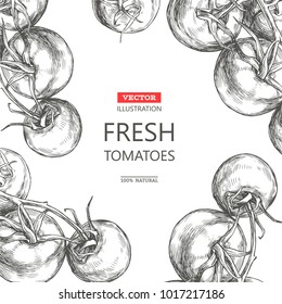Vector background with tomatoes on vine. Hand drawn illustration with fresh vegetables in engraving style isolated on white. 