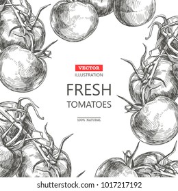 Vector background with tomatoes on vine. Hand drawn illustration with fresh vegetables in engraving style isolated on white. 