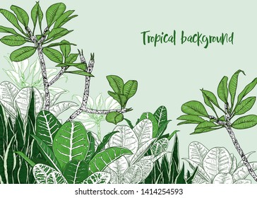 
Vector background with various tropical plants. Hand-drawn exotic landscape.Vintage image of nature, panel.