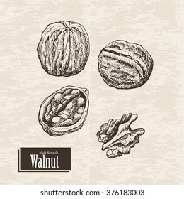 Vector background with walnut. Vector  illustration for your design