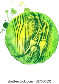 Vector background watercolor sketch vegetables beet