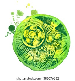 Vector background watercolor sketch walnuts.
Watercolor drawing sketch walnuts.
Vector background , sketch , walnuts.