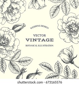 Vector background with wild briar. Vintage botanical hand drawn illustration of dog rose. Eglantine flowers, berry and foliage. Wedding design. Engraving style. Floral texture