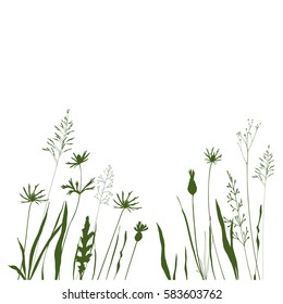 Vector background with wild meadow flowers, herbs and grasses. Thin delicate line silhouettes of different plants - johnson's grass, cornflowers, thistles. Isolated on white background