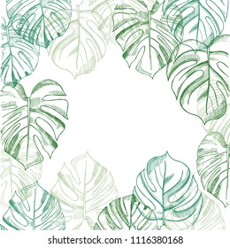 Vector background  wit hand drawn tropical plants. Monstera plant.