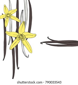 Vector baclground with hand drawn vanilla. The pods and flowers. Vector sketch  illustration.