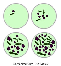 vector bacteria in 4 growth stages. bacterium in petri dishes isolated on white background.