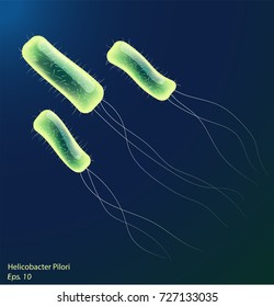 Vector bacteria. Helicobacter pylori
