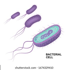 Vector bacterial cell anatomy isolated on white background. Educational illustration. 