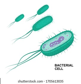 Vector bacterial cell anatomy isolated on white background. Educational illustration. 