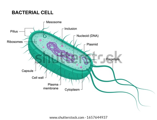 Vector bacterial\
cell anatomy isolated on white background. Educational\
illustration. Structure of\
prokaryotic