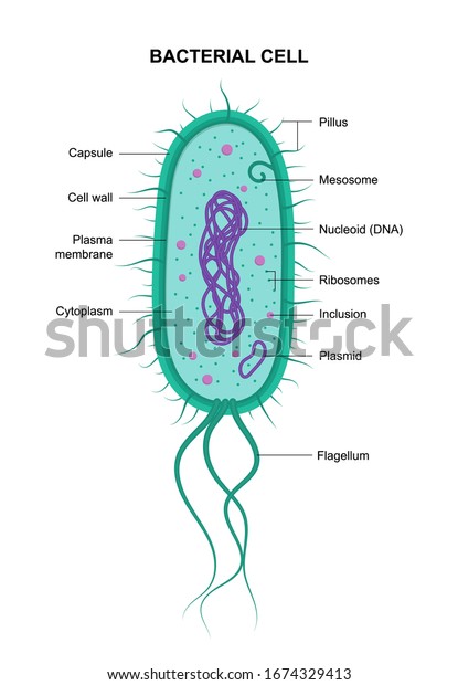 Vector bacterial cell anatomy isolated on\
white background. Educational illustration.\
