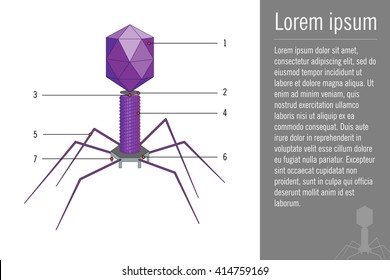 Vector Bacteriophage