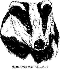 vector - badger head isolated on background