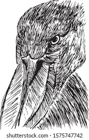 Vector Balaeniceps rex illustration isolated on white background. Vintage hand drawn ink sketch with portrait bird