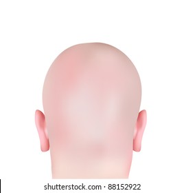 Vector Bald Head isolated on White