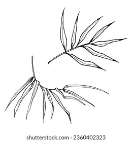 Vector bamboo branches with leaves graphic black and white illustration set. Tropical nature hand drawn realistic drawing
