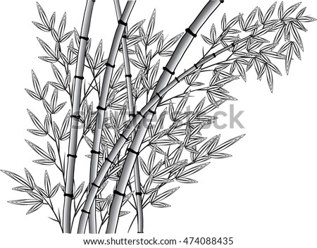 Vector Bamboo Tree 库存矢量图（免版税） 474088435 - Shutterstock
