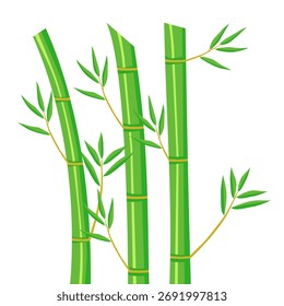 vector bamboo with white background. bamboo japanese vector