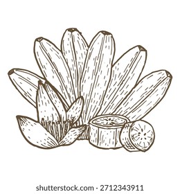 Ramo de banana vetorial com composição de fatias. Fruto tropical desenhado à mão. Ilustração de vetor de desenho à tinta. Esboço de arte.