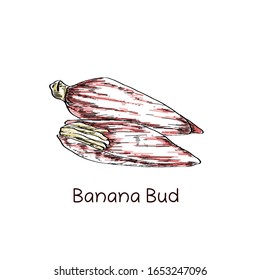 vector banana bud with hand drawn illustration on white background