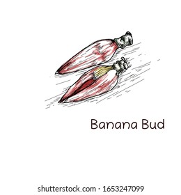 vector banana bud with hand drawn illustration on white background