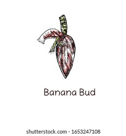brote vectorial de plátanos con ilustración dibujada a mano sobre fondo blanco