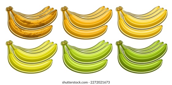 Vector Banana Bunch Set, horizontal voucher with lot collection of cut out illustrations of group assorted brown riped and green unriped banana bunches in a row on white background