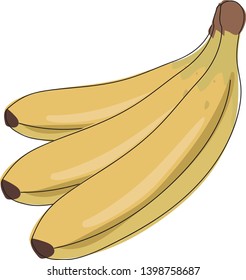 Vector banana. Bunches of fresh banana fruits isolated on white background