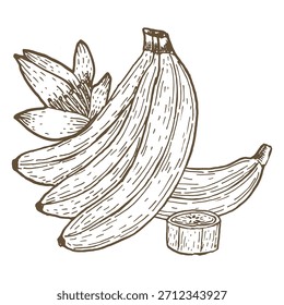 Vector de plátano con composición floral. Fruta tropical entera, en rodajas y en mitades. Ilustración vectorial de dibujo de tinta. Dibujo de línea de arte.
