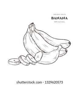 Vector banana hand drawn sketch.  Sketch vector food illustration. Vintage style