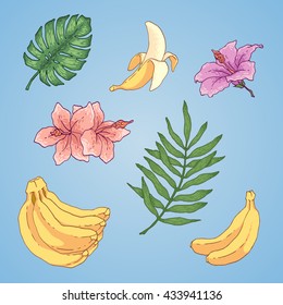 Vector banana illustration