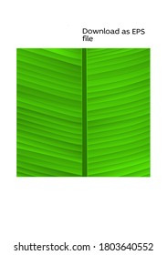 Vector de hoja de plátano. Objeto natural. Diseño vectorial de ilustración. 