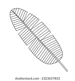 Vector banana leaf sketch isolated