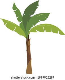 Vector banana palm tree on white background. Exotic collection plantation.