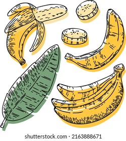 Vector banana set: bananas, slice, half, whole, and leaves. Yellow abstract hand-drawn fruit collection with black outline isolated on white background.