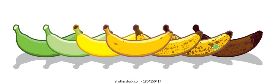 Vector banana set of different colors. Ripe stages of bananas from unripe to overripe. Fruit for every taste. Isolated on a white background.