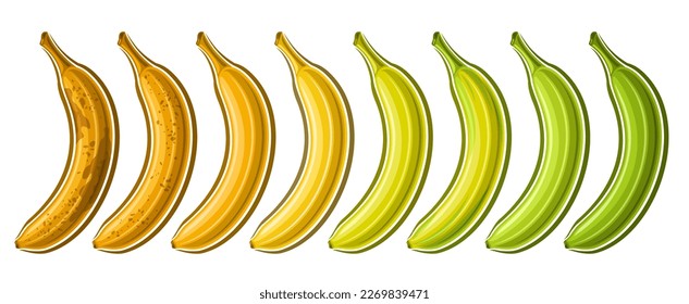 Vector Banana Set, horizontal coupon with lot collection of cut out illustrations of group diverse riped and green bananas in a row on white background