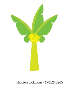 vector banana tree illustration or clipart or logo