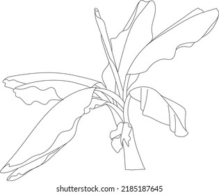 Vector banana tree plant. Tropical tree illustration.