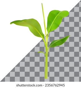 vector Banana tree png, isolate die cut on, white background, with clipping path, vector Banana tree Transparent background,