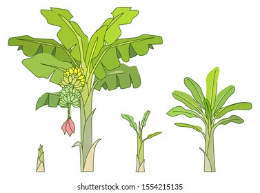 Vector banana tree from the shoot to the flower and fruit