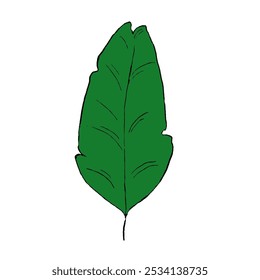 Vector banana tropical leaf graphic. Wildlife green plants and jungle fresh foliage. Vector element isolated on a white background. Hello summer graphic elements in flat design.
