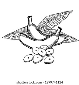 Vector bananas hand drawn sketch with palm leaf. Sketch tropical food illustration.