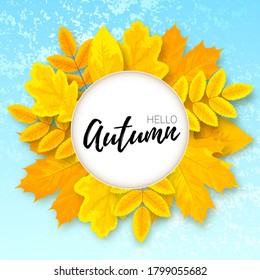 Vector banner with 3d wreath of yellow maple, oak and rowan leaves. White cut out circle with text Hello Autumn. Blue sky background.
