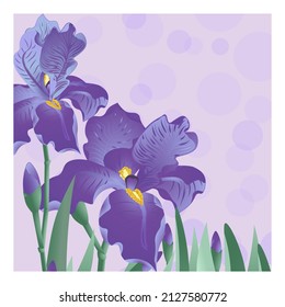 Vector banner with blue iris flowers on the purple background. Vector illustration, wallpaper, greeting cards, floral design for natural products. Soft warm colors